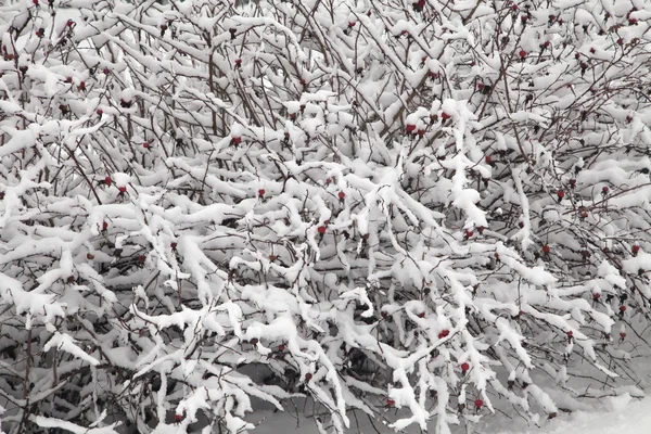 Bush karla kaplı — Stok fotoğraf
