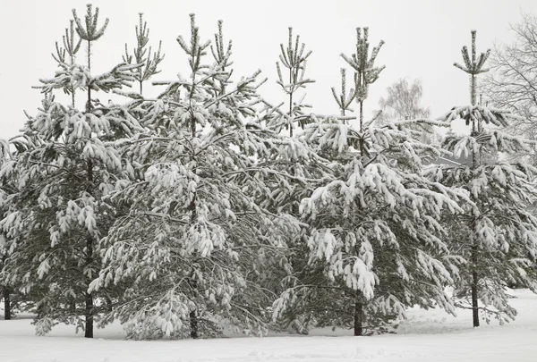 Floresta de Inverno — Fotografia de Stock