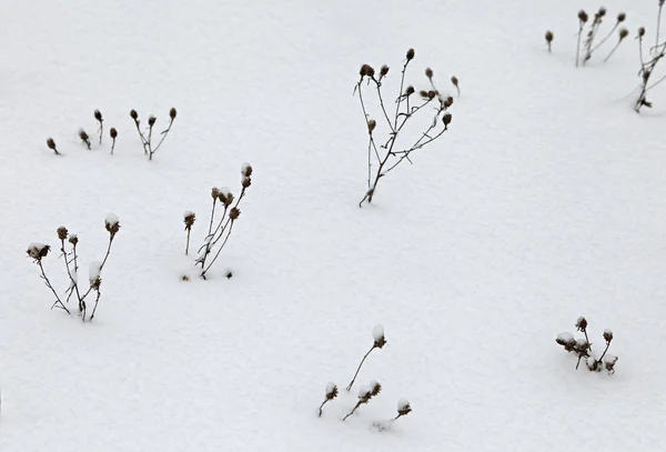 Droog gras met sneeuw bedekt — Stockfoto