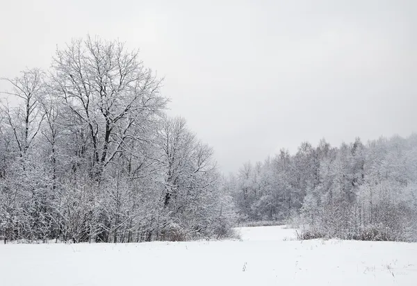 Winter alley — Stockfoto