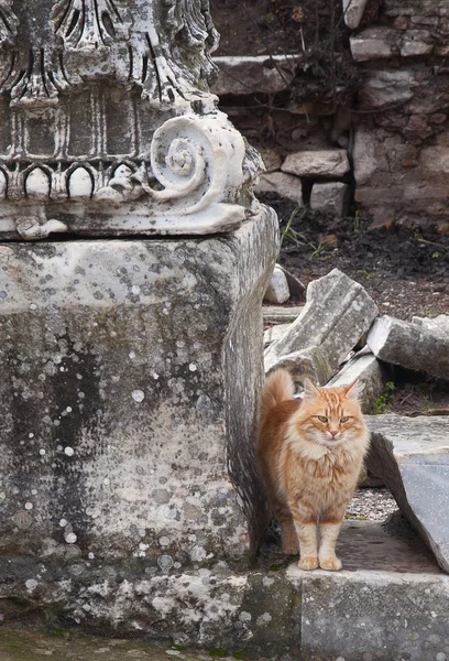 Gato em Éfeso — Fotografia de Stock