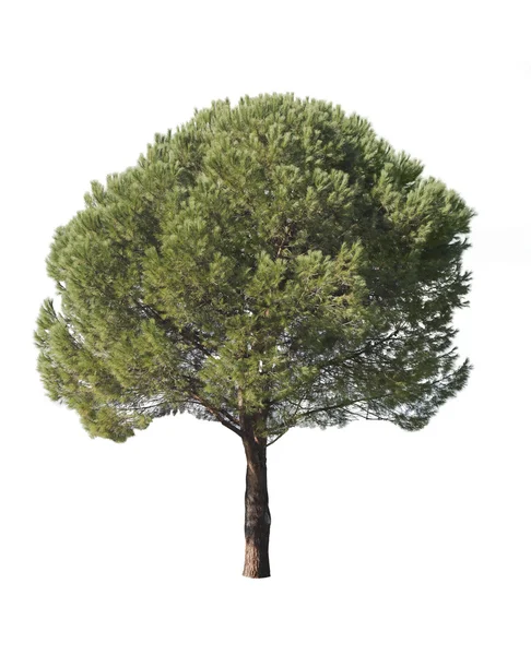 孤立的松树 — 图库照片