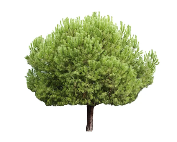 Isolated pine-tree — Stock Photo, Image