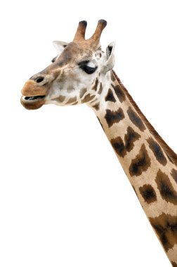 Zürafa