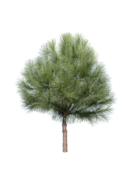 Isolated pine-tree — Stock Photo, Image