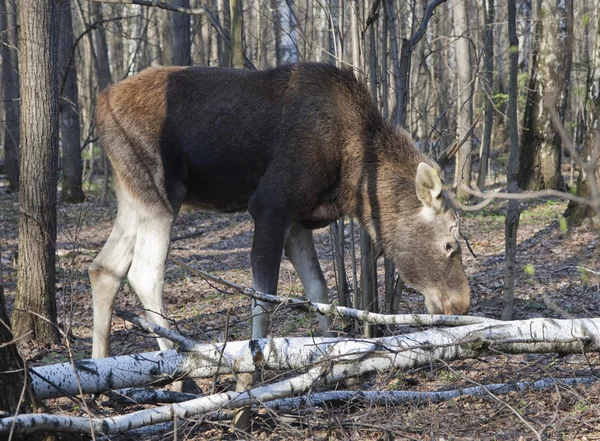 Elch im Frühlingswald — Stockfoto