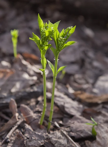 Groddar — Stockfoto