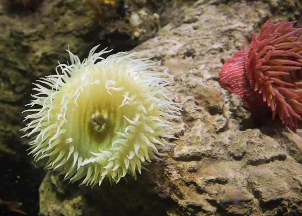 Anemone marino — Foto Stock