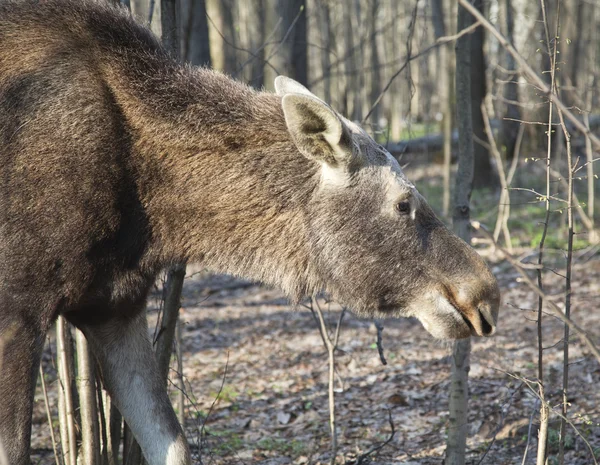 Moose in een forest van de lente — Stockfoto