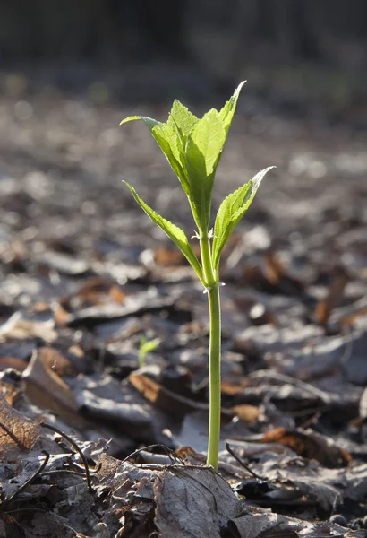 Sprout — Stock Photo, Image