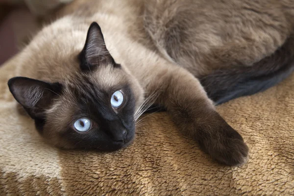 Siamese katt — Stockfoto