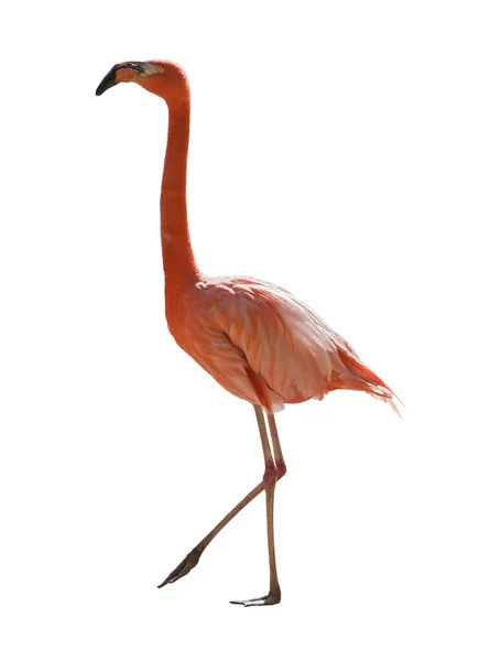 Rode flamingo — Stockfoto