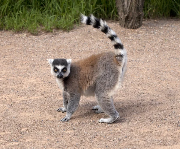 Lemur — Stockfoto