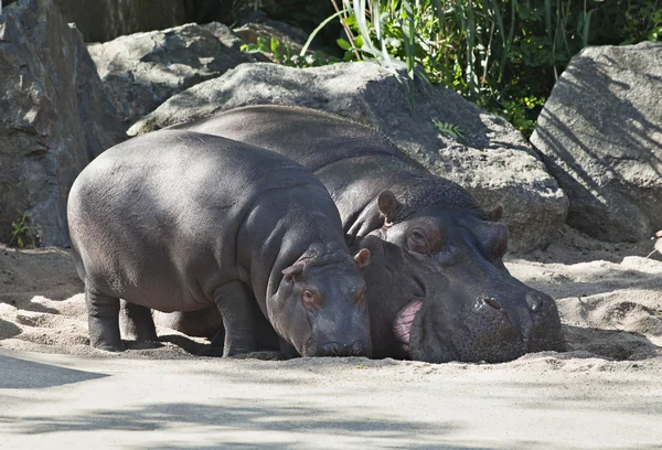 Deux hippopotames, mère et enfant — Photo