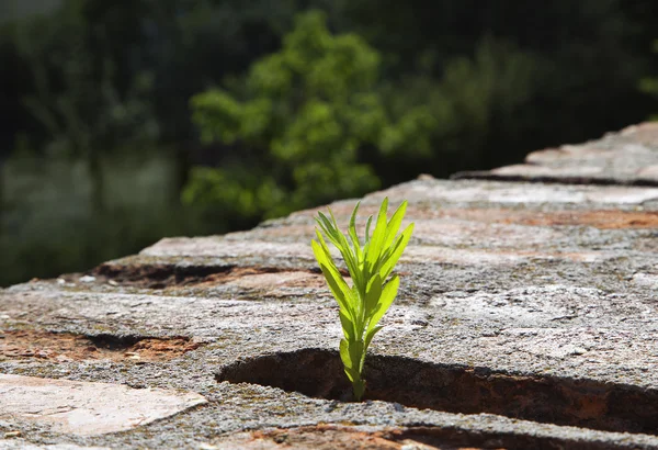 Survival — Stock Photo, Image