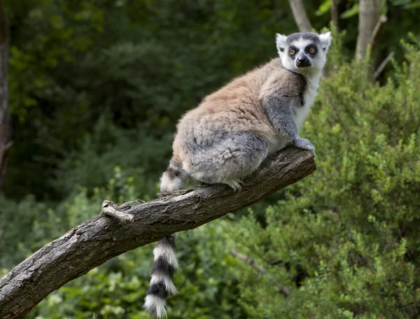 Lemur — Stockfoto