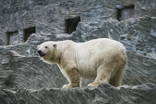 Белый медведь — стоковое фото