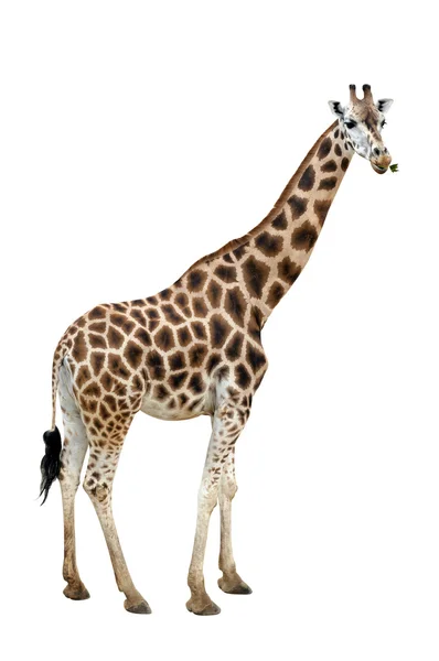 Giraffe — Stock Photo, Image