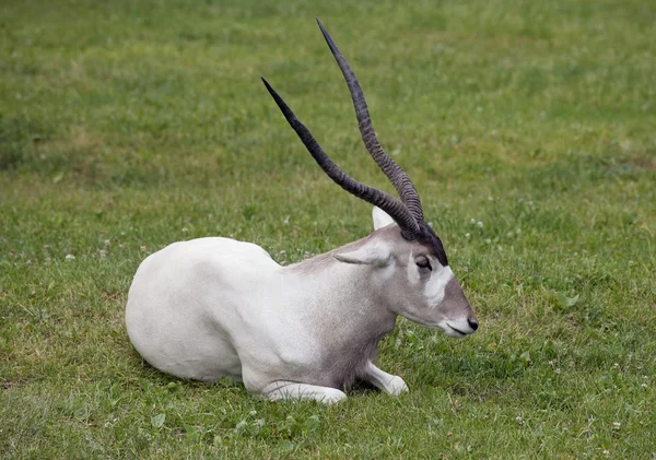 Addax nasomaculatus — Stockfoto