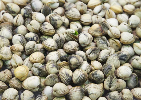 Clam background — Stock Photo, Image