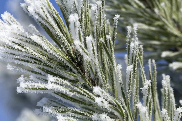 Pine-tree branch covered with frost — Stock Photo, Image