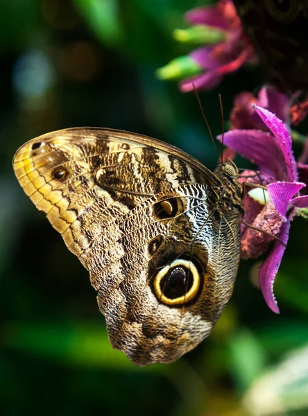 Caligo Eurilochus motyl na kwiecie — Zdjęcie stockowe