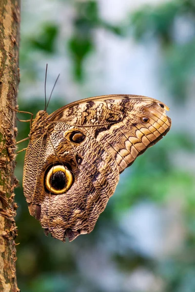 Borboleta Caligo Eurilochus em um tronco de árvore — Fotografia de Stock