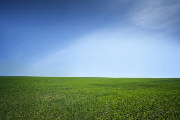 Field of green grass and blue sky — Stock Photo, Image