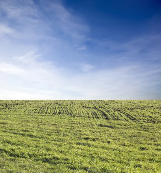 Field of green grass and blue sky — Stock Photo, Image