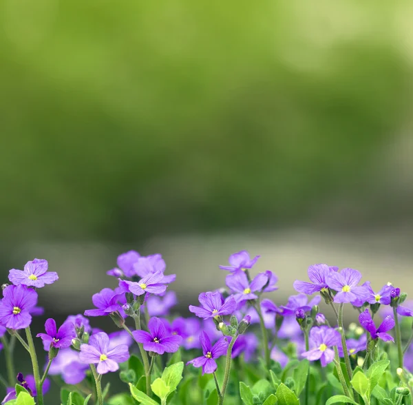 Λουλούδια φόντο με μωβ campanula λουλούδια Εικόνα Αρχείου