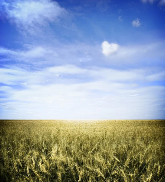 Wheat field — Stock Photo, Image