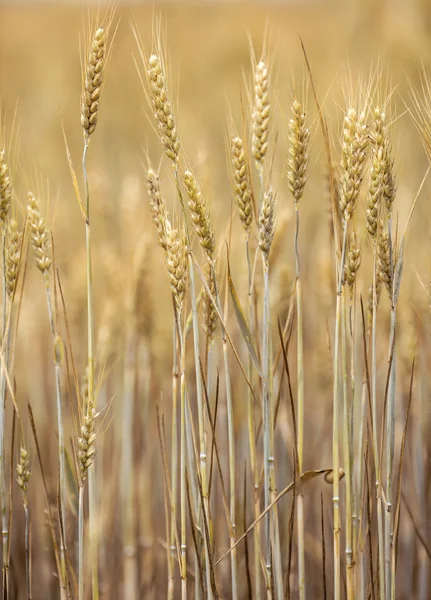 Campo di grano Foto Stock