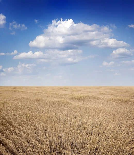 Campo di grano Fotografia Stock