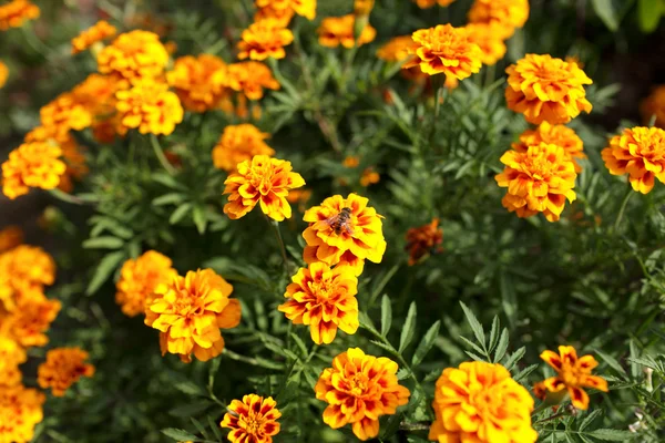 African Marigold in garden — Stock Photo, Image