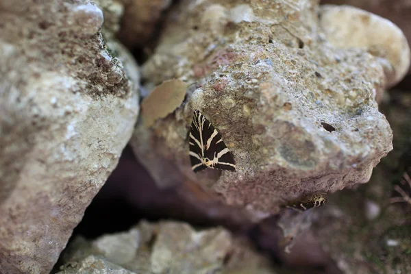 Borboletas em pedra cinzenta — Fotografia de Stock