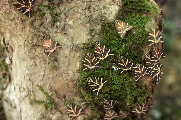Fjärilar på trä — Stockfoto