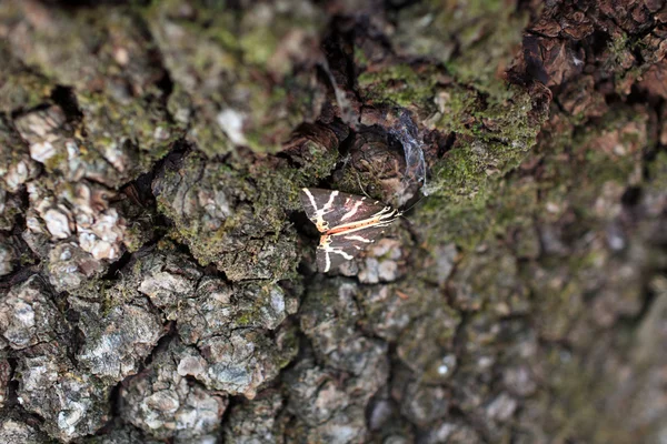 나무 껍질에 나비 — 스톡 사진