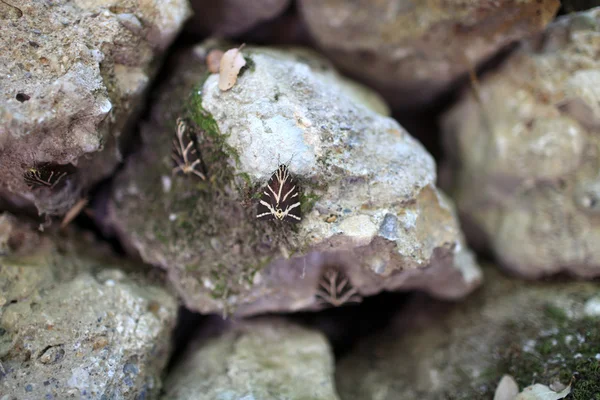 Panaxia borboletas em pedra — Fotografia de Stock