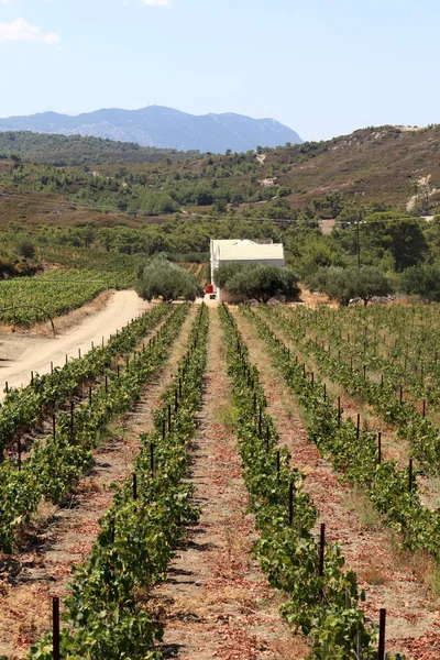 Weinberg auf Rhodos-Insel — Stockfoto