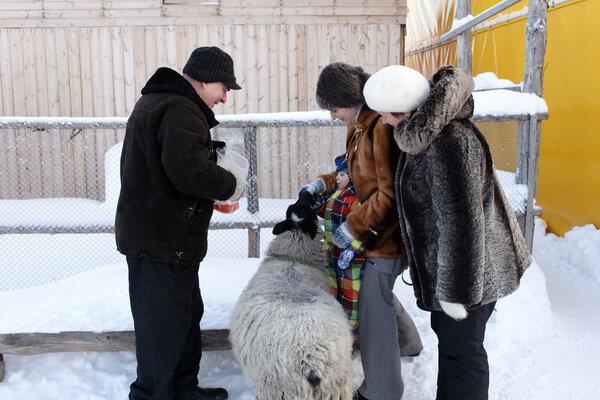 Feeding of sheep