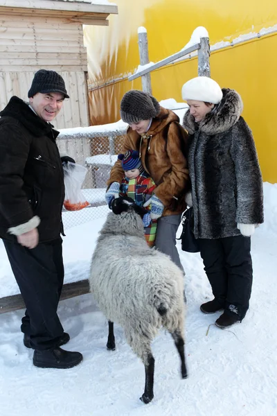 Family feeding sheep — Stock Photo, Image