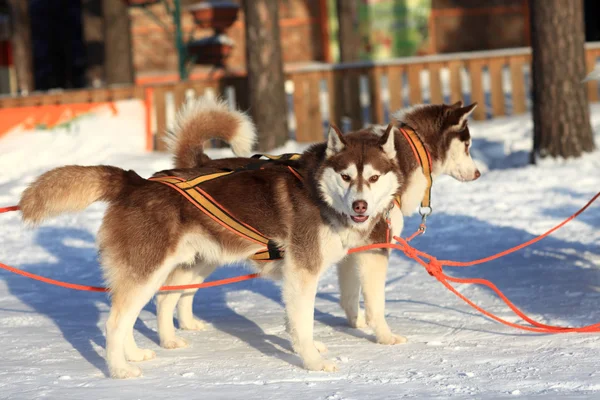 Huskies sur neige — Photo