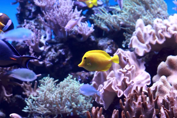 Żółty złotą rybkę — Zdjęcie stockowe
