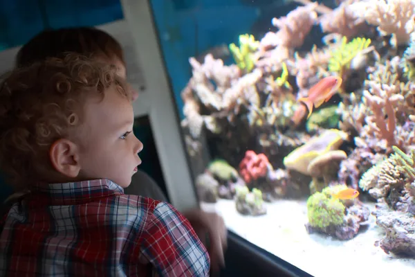 Niño viendo peces — Foto de Stock