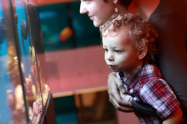 Moeder- en kindervoeding in het aquarium — Stockfoto