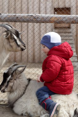bir keçi üzerinde yürümeye başlayan çocuk