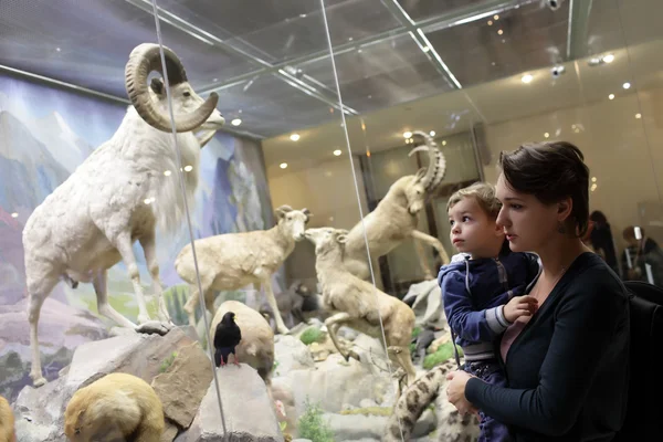 Familie berg schapen kijken — Stockfoto