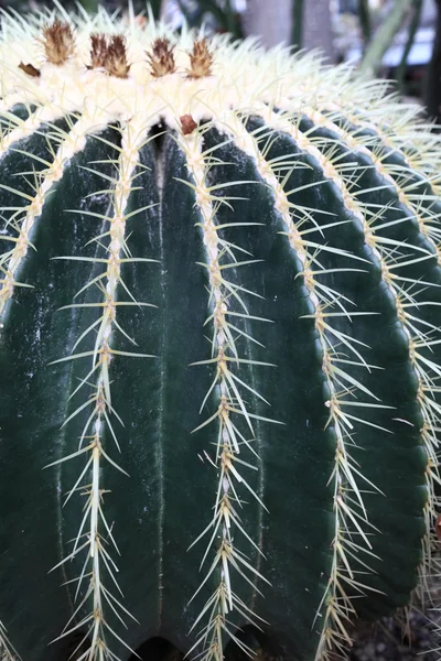 Echinocactus grusonii dans un jardin botanique — Photo