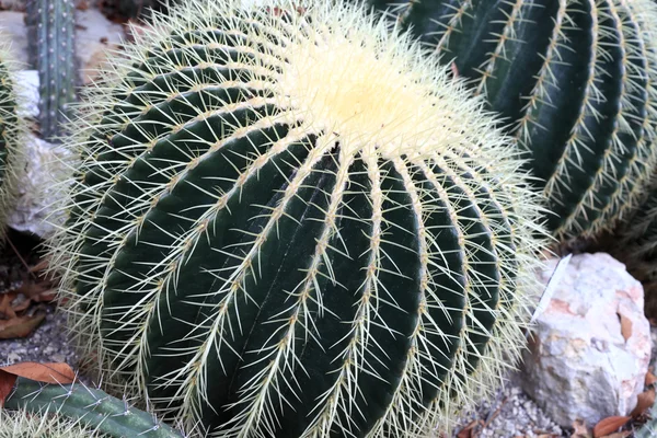 Canna d'oro Cactus — Foto Stock