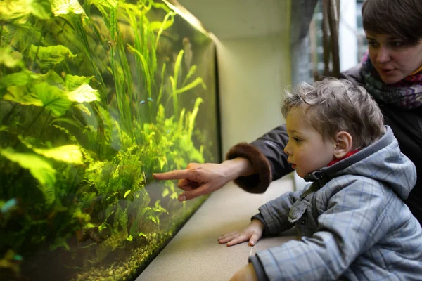 Familie beobachtet Fische — Stockfoto